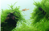 003 POR Java Moss Taxiphyllum barbieri